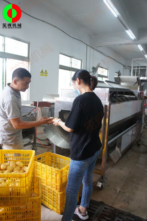 連續式土豆去皮機針對客戶帶來的大批土豆現場進行加工處理測試！
